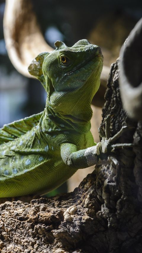 Download wallpaper 2160x3840 iguana, lizard, reptile, stone samsung galaxy s4, s5, note, sony xperia z, z1, z2, z3, htc one, lenovo vibe hd background