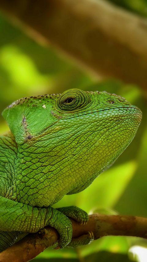 Download wallpaper 2160x3840 iguana, reptile, lizard, blur, green samsung galaxy s4, s5, note, sony xperia z, z1, z2, z3, htc one, lenovo vibe hd background