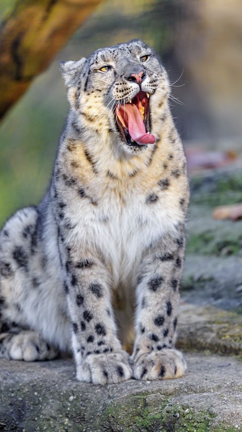 Download wallpaper 2160x3840 irbis, protruding tongue, paws, predator, big cat, animal samsung galaxy s4, s5, note, sony xperia z, z1, z2, z3, htc one, lenovo vibe hd background