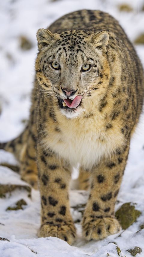Download wallpaper 2160x3840 irbis, protruding tongue, predator, big cat, animal samsung galaxy s4, s5, note, sony xperia z, z1, z2, z3, htc one, lenovo vibe hd background