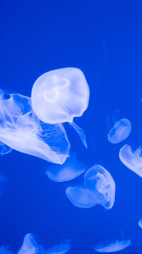 Download wallpaper 2160x3840 jellyfish, transparent, sea, blue samsung galaxy s4, s5, note, sony xperia z, z1, z2, z3, htc one, lenovo vibe hd background
