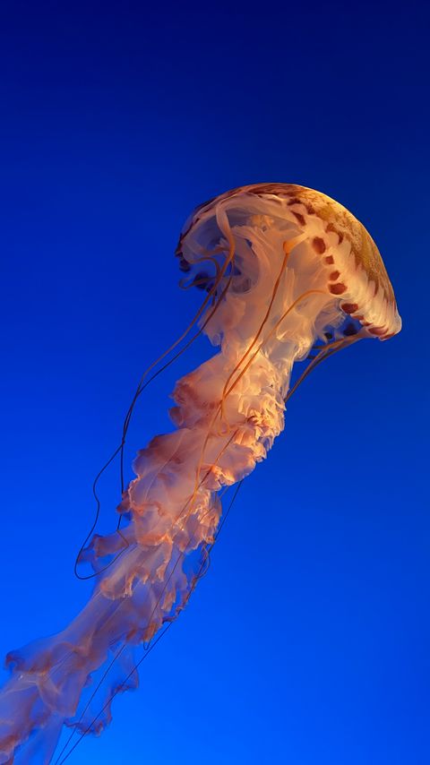 Download wallpaper 2160x3840 jellyfish, underwater world, water, blue samsung galaxy s4, s5, note, sony xperia z, z1, z2, z3, htc one, lenovo vibe hd background