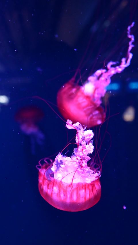 Download wallpaper 2160x3840 jellyfish, underwater world, water, macro, purple samsung galaxy s4, s5, note, sony xperia z, z1, z2, z3, htc one, lenovo vibe hd background