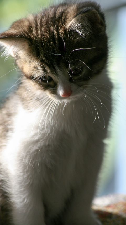 Download wallpaper 2160x3840 kitten, cat, pet, cute samsung galaxy s4, s5, note, sony xperia z, z1, z2, z3, htc one, lenovo vibe hd background