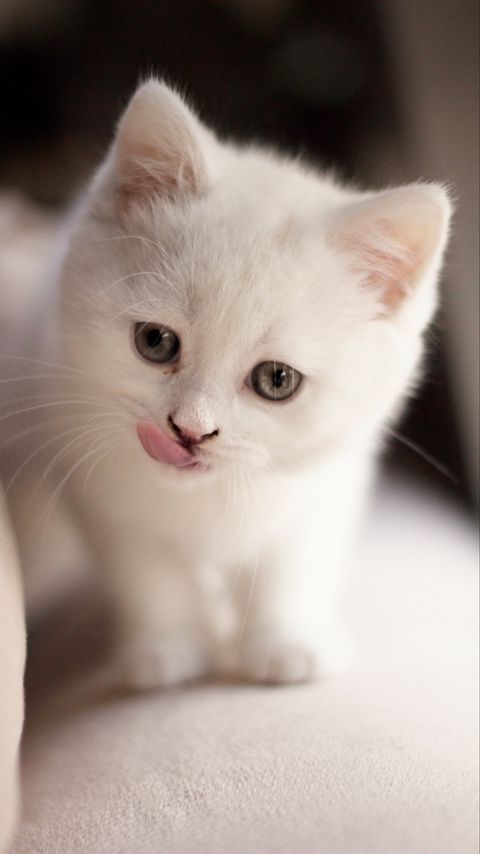 Download wallpaper 2160x3840 kitten, fluffy, pet, cute, white samsung galaxy s4, s5, note, sony xperia z, z1, z2, z3, htc one, lenovo vibe hd background