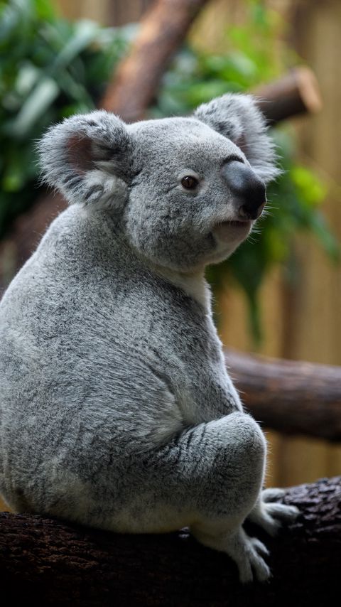 Download wallpaper 2160x3840 koala, animal, blur samsung galaxy s4, s5, note, sony xperia z, z1, z2, z3, htc one, lenovo vibe hd background
