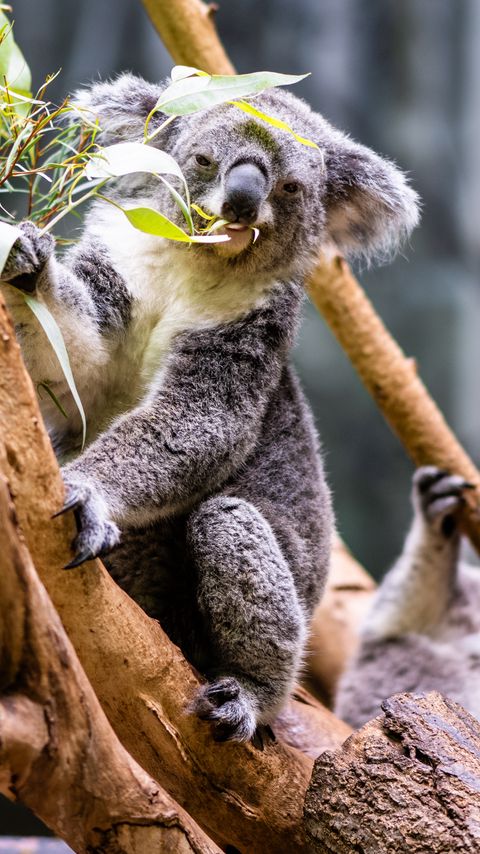 Download wallpaper 2160x3840 koala, leaves, tree, animal samsung galaxy s4, s5, note, sony xperia z, z1, z2, z3, htc one, lenovo vibe hd background
