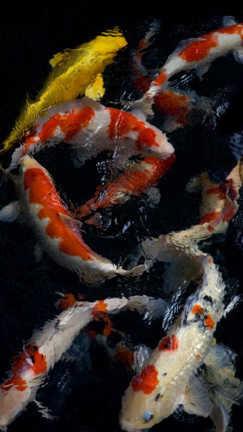 Download wallpaper 2160x3840 koi, carps, water, fish samsung galaxy s4, s5, note, sony xperia z, z1, z2, z3, htc one, lenovo vibe hd background