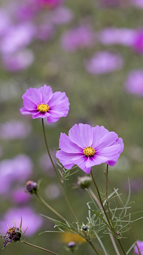 Download wallpaper 2160x3840 kosmeya, petals, flowers, purple samsung galaxy s4, s5, note, sony xperia z, z1, z2, z3, htc one, lenovo vibe hd background