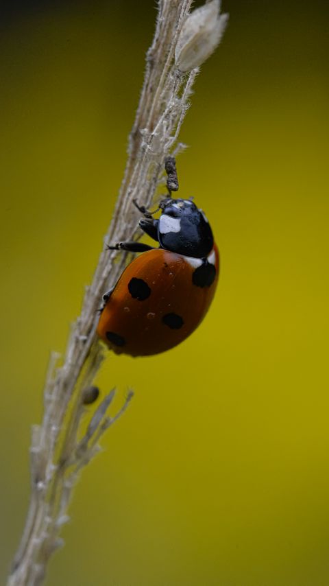 Download wallpaper 2160x3840 ladybug, grass, dry, macro samsung galaxy s4, s5, note, sony xperia z, z1, z2, z3, htc one, lenovo vibe hd background