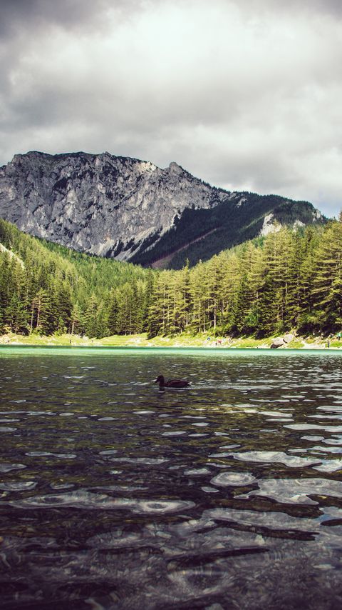 Download wallpaper 2160x3840 lake, duck, forest, mountains samsung galaxy s4, s5, note, sony xperia z, z1, z2, z3, htc one, lenovo vibe hd background