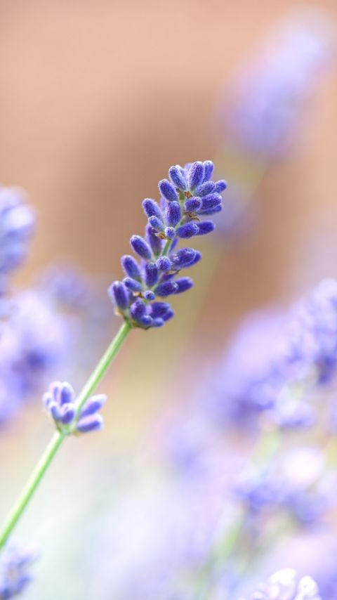 Download wallpaper 2160x3840 lavender, flower, plant, macro, purple samsung galaxy s4, s5, note, sony xperia z, z1, z2, z3, htc one, lenovo vibe hd background