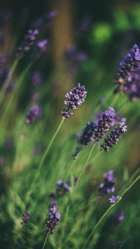 Download wallpaper 2160x3840 lavender, flowers, blur samsung galaxy s4, s5, note, sony xperia z, z1, z2, z3, htc one, lenovo vibe hd background