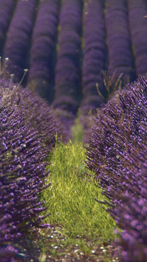 Download wallpaper 2160x3840 lavender, flowers, field, purple samsung galaxy s4, s5, note, sony xperia z, z1, z2, z3, htc one, lenovo vibe hd background