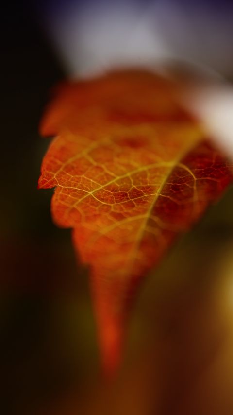 Download wallpaper 2160x3840 leaf, blur, macro samsung galaxy s4, s5, note, sony xperia z, z1, z2, z3, htc one, lenovo vibe hd background