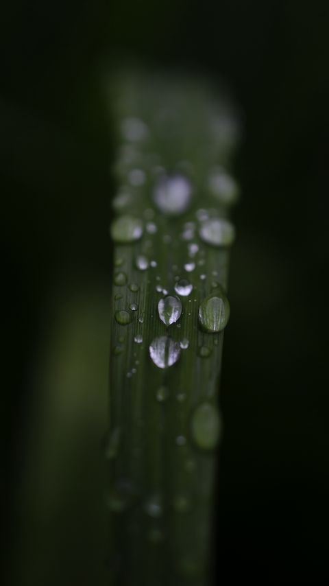 Download wallpaper 2160x3840 leaf, drops, rain, water, macro samsung galaxy s4, s5, note, sony xperia z, z1, z2, z3, htc one, lenovo vibe hd background