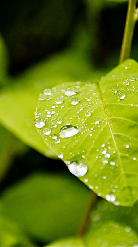 Download wallpaper 2160x3840 leaf, drops, rain, macro, plants samsung galaxy s4, s5, note, sony xperia z, z1, z2, z3, htc one, lenovo vibe hd background