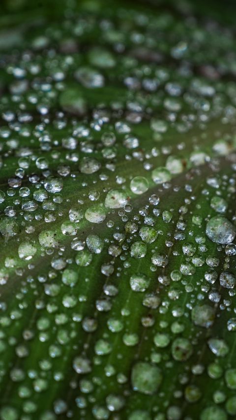 Download wallpaper 2160x3840 leaf, drops, water, macro, green samsung galaxy s4, s5, note, sony xperia z, z1, z2, z3, htc one, lenovo vibe hd background