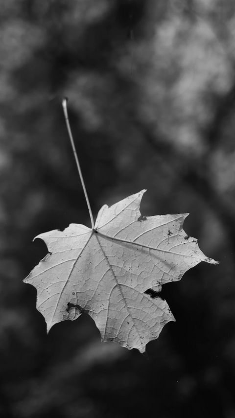 Download wallpaper 2160x3840 leaf, dry, autumn, macro, black and white samsung galaxy s4, s5, note, sony xperia z, z1, z2, z3, htc one, lenovo vibe hd background