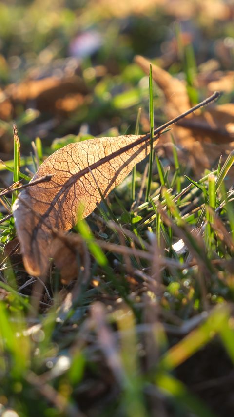 Download wallpaper 2160x3840 leaf, grass, dry, macro samsung galaxy s4, s5, note, sony xperia z, z1, z2, z3, htc one, lenovo vibe hd background