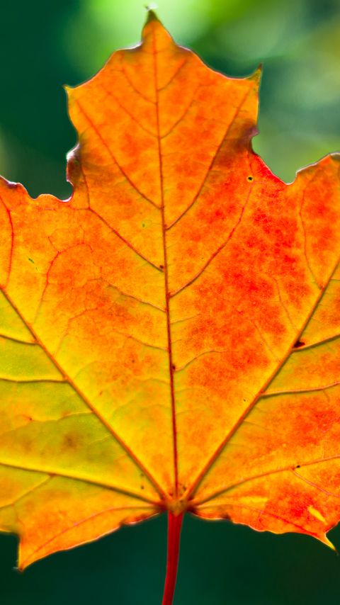 Download wallpaper 2160x3840 leaf, maple, autumn, macro samsung galaxy s4, s5, note, sony xperia z, z1, z2, z3, htc one, lenovo vibe hd background