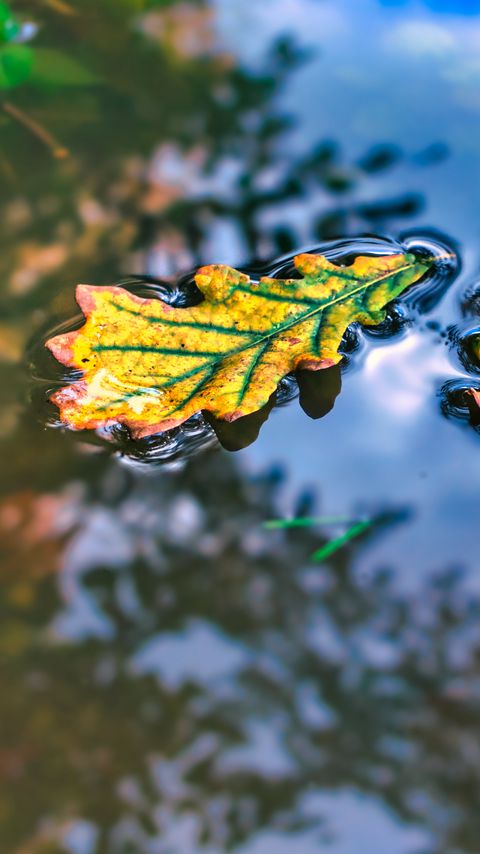 Download wallpaper 2160x3840 leaf, oak, water, reflection, macro samsung galaxy s4, s5, note, sony xperia z, z1, z2, z3, htc one, lenovo vibe hd background