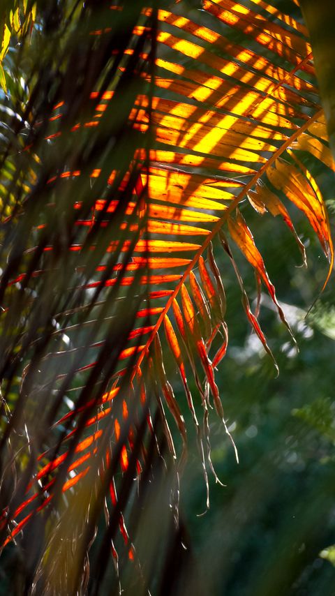 Download wallpaper 2160x3840 leaf, palm tree, light samsung galaxy s4, s5, note, sony xperia z, z1, z2, z3, htc one, lenovo vibe hd background