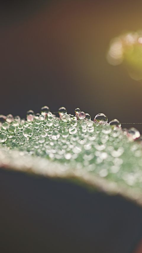 Download wallpaper 2160x3840 leaf, water, drops, macro, blur samsung galaxy s4, s5, note, sony xperia z, z1, z2, z3, htc one, lenovo vibe hd background