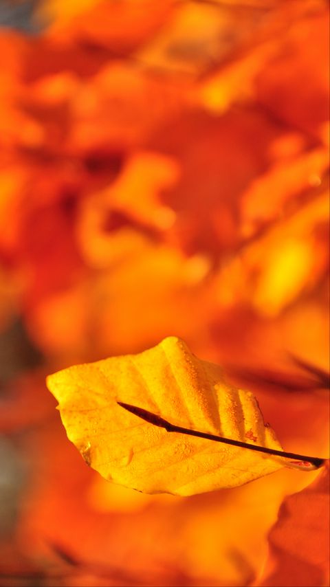 Download wallpaper 2160x3840 leaf, water, drops, macro, yellow samsung galaxy s4, s5, note, sony xperia z, z1, z2, z3, htc one, lenovo vibe hd background