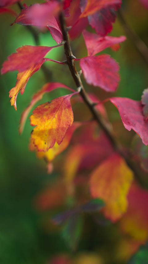 Download wallpaper 2160x3840 leaves, blur, branch, macro samsung galaxy s4, s5, note, sony xperia z, z1, z2, z3, htc one, lenovo vibe hd background