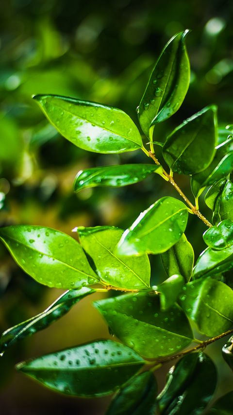 Download wallpaper 2160x3840 leaves, branch, drops, rain, macro, green samsung galaxy s4, s5, note, sony xperia z, z1, z2, z3, htc one, lenovo vibe hd background