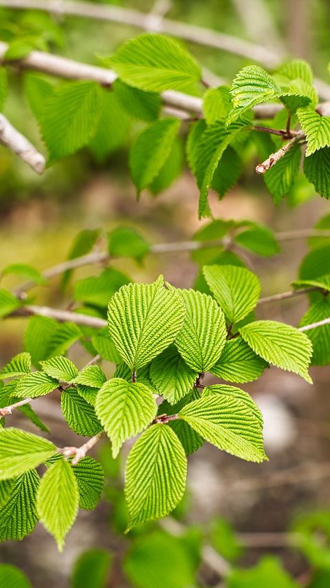 Download wallpaper 2160x3840 leaves, branch, nature, green samsung galaxy s4, s5, note, sony xperia z, z1, z2, z3, htc one, lenovo vibe hd background