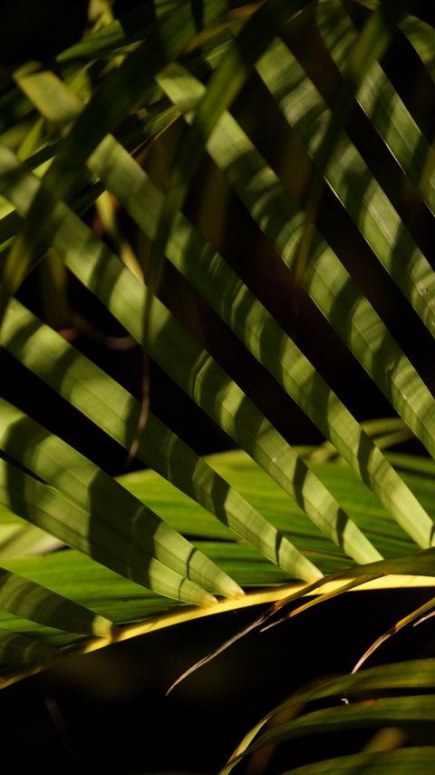Download wallpaper 2160x3840 leaves, branch, palm tree, shadows, macro samsung galaxy s4, s5, note, sony xperia z, z1, z2, z3, htc one, lenovo vibe hd background