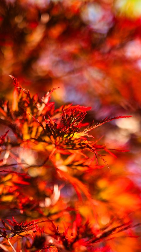 Download wallpaper 2160x3840 leaves, branches, blur, autumn, red samsung galaxy s4, s5, note, sony xperia z, z1, z2, z3, htc one, lenovo vibe hd background