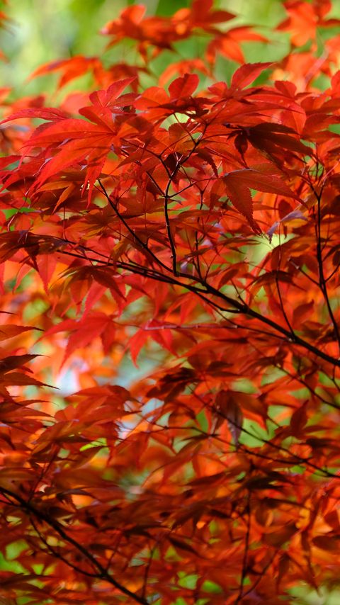 Download wallpaper 2160x3840 leaves, branches, maple, autumn samsung galaxy s4, s5, note, sony xperia z, z1, z2, z3, htc one, lenovo vibe hd background
