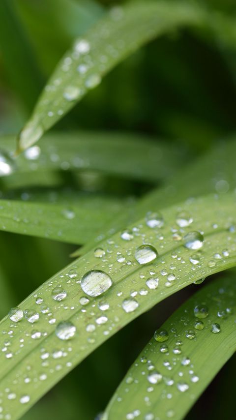 Download wallpaper 2160x3840 leaves, curve, drops, water, macro samsung galaxy s4, s5, note, sony xperia z, z1, z2, z3, htc one, lenovo vibe hd background