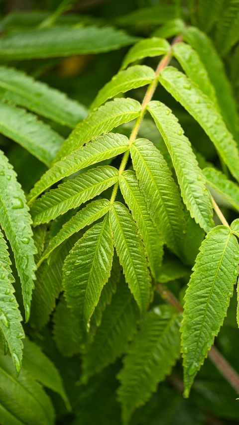 Download wallpaper 2160x3840 leaves, drops, rain, macro samsung galaxy s4, s5, note, sony xperia z, z1, z2, z3, htc one, lenovo vibe hd background