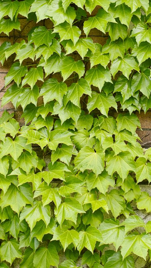 Download wallpaper 2160x3840 leaves, ivy, green samsung galaxy s4, s5, note, sony xperia z, z1, z2, z3, htc one, lenovo vibe hd background