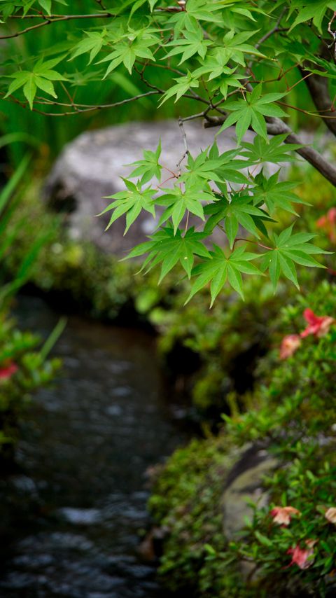 Download wallpaper 2160x3840 leaves, maple, branch, blur samsung galaxy s4, s5, note, sony xperia z, z1, z2, z3, htc one, lenovo vibe hd background