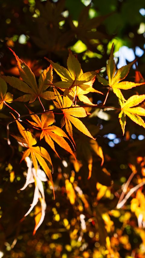 Download wallpaper 2160x3840 leaves, maple, branches, sunlight samsung galaxy s4, s5, note, sony xperia z, z1, z2, z3, htc one, lenovo vibe hd background