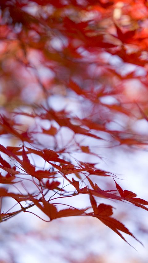 Download wallpaper 2160x3840 leaves, maple, branches, blur samsung galaxy s4, s5, note, sony xperia z, z1, z2, z3, htc one, lenovo vibe hd background