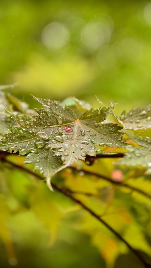 Download wallpaper 2160x3840 leaves, maple, drops, branch samsung galaxy s4, s5, note, sony xperia z, z1, z2, z3, htc one, lenovo vibe hd background