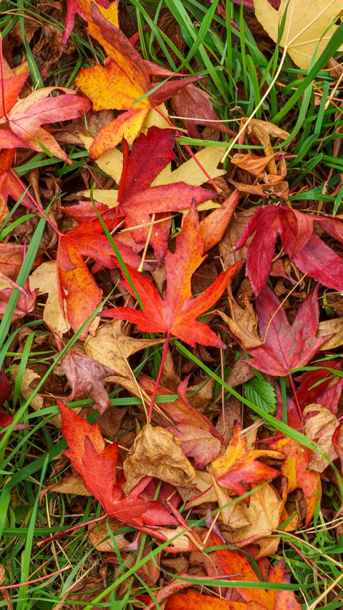 Download wallpaper 2160x3840 leaves, maple, dry, grass, autumn samsung galaxy s4, s5, note, sony xperia z, z1, z2, z3, htc one, lenovo vibe hd background