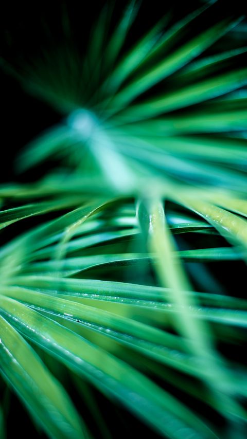 Download wallpaper 2160x3840 leaves, palm, blur, macro, green samsung galaxy s4, s5, note, sony xperia z, z1, z2, z3, htc one, lenovo vibe hd background