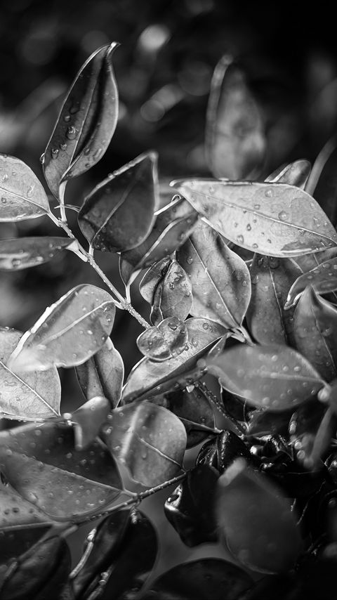 Download wallpaper 2160x3840 leaves, plant, drops, rain, macro, black and white samsung galaxy s4, s5, note, sony xperia z, z1, z2, z3, htc one, lenovo vibe hd background