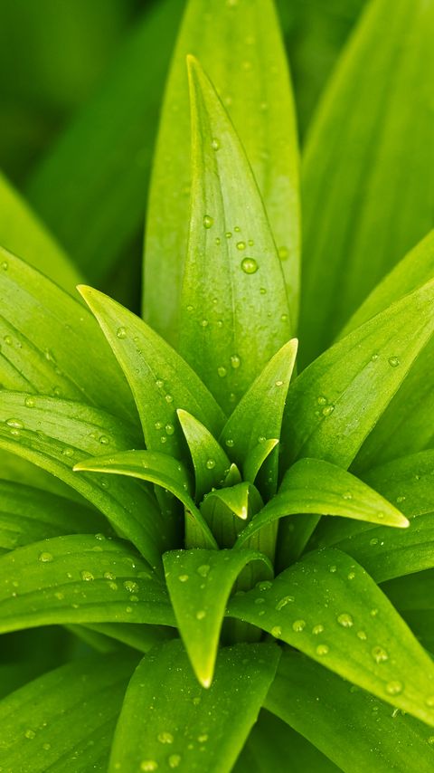 Download wallpaper 2160x3840 leaves, plant, rain, drops, macro, green samsung galaxy s4, s5, note, sony xperia z, z1, z2, z3, htc one, lenovo vibe hd background