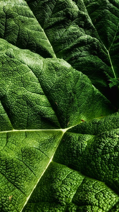 Download wallpaper 2160x3840 leaves, plant, texture, macro, green samsung galaxy s4, s5, note, sony xperia z, z1, z2, z3, htc one, lenovo vibe hd background