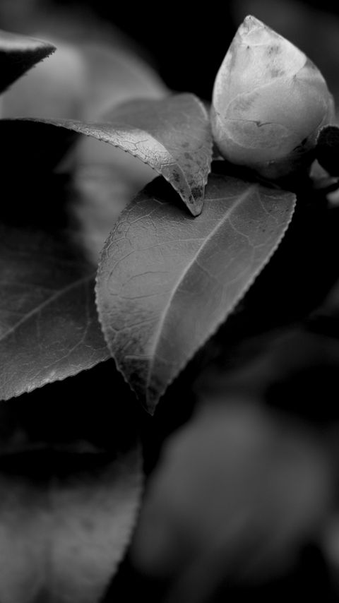 Download wallpaper 2160x3840 leaves, plant, veinlets, macro, black and white samsung galaxy s4, s5, note, sony xperia z, z1, z2, z3, htc one, lenovo vibe hd background