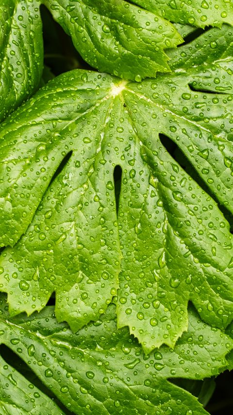Download wallpaper 2160x3840 leaves, rain, macro, drops samsung galaxy s4, s5, note, sony xperia z, z1, z2, z3, htc one, lenovo vibe hd background