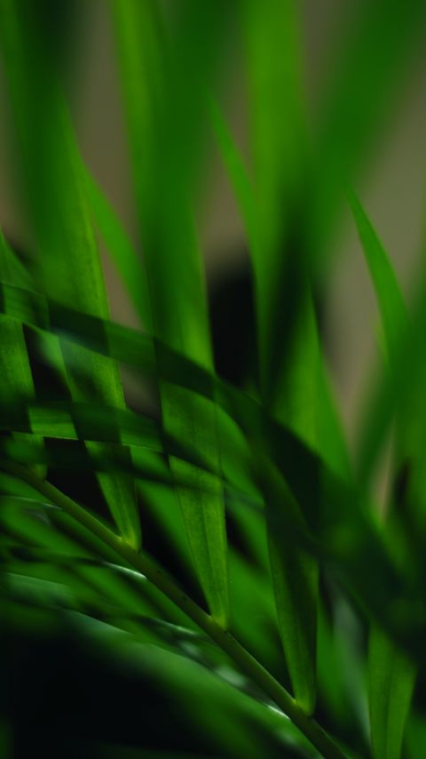 Download wallpaper 2160x3840 leaves, stem, blur, macro, green samsung galaxy s4, s5, note, sony xperia z, z1, z2, z3, htc one, lenovo vibe hd background